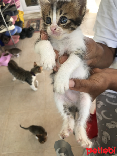 Tekir Kedi, Kedi  Mia fotoğrafı