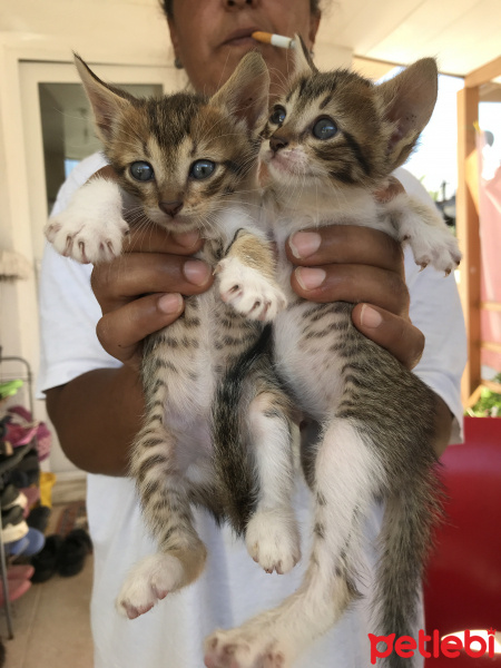 Tekir Kedi, Kedi  Mia fotoğrafı