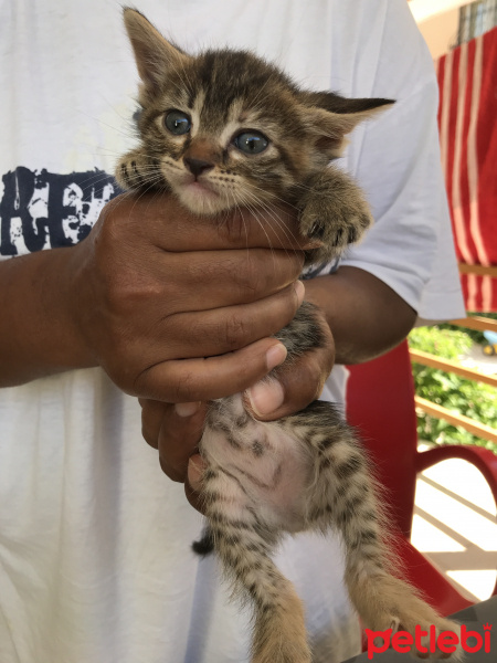 Tekir Kedi, Kedi  Mia fotoğrafı