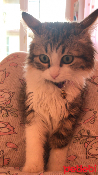 Tekir Kedi, Kedi  Mia fotoğrafı