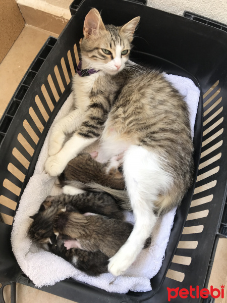 Tekir Kedi, Kedi  Mia fotoğrafı