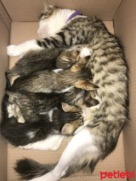 Tekir Kedi, Kedi  Mia fotoğrafı