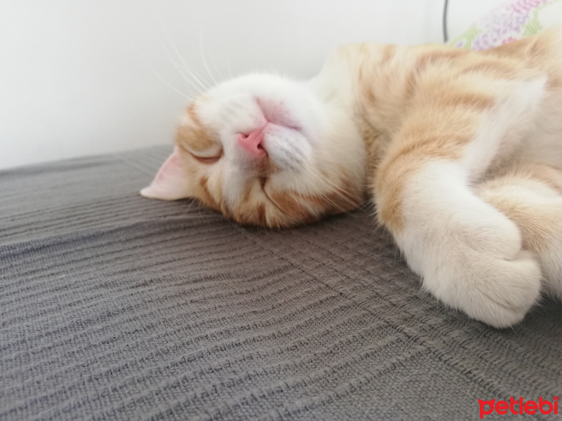 Sarman, Kedi  Nazlı fotoğrafı