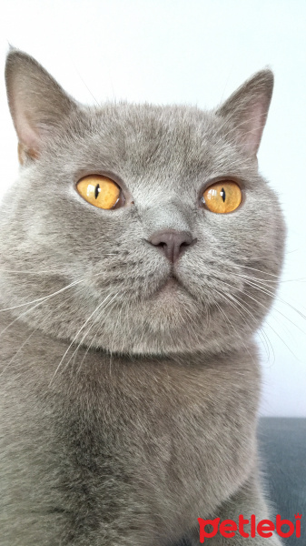 British Shorthair, Kedi  muffin fotoğrafı