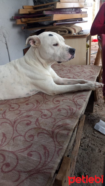 Dogo Arjantin, Köpek  Paşa fotoğrafı