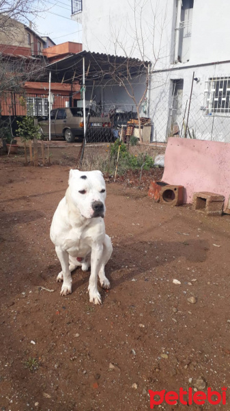 Dogo Arjantin, Köpek  Paşa fotoğrafı