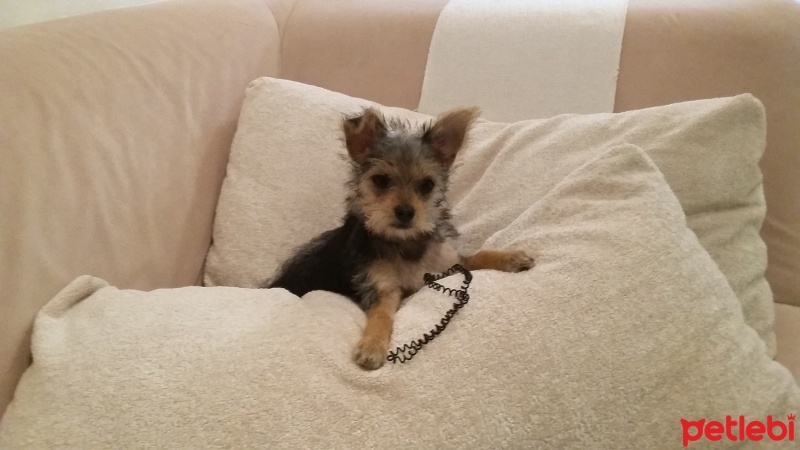 Yorkshire Terrier, Köpek  maya fotoğrafı