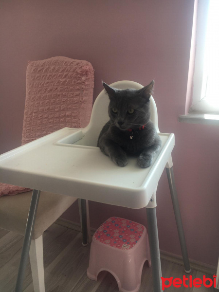 Mavi Rus, Kedi  Bobo fotoğrafı