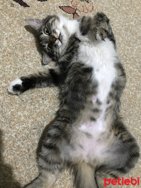 Tekir Kedi, Kedi  Coni fotoğrafı