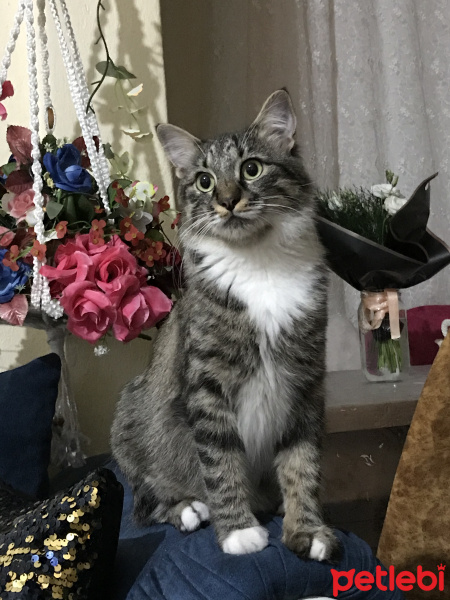 Tekir Kedi, Kedi  Coni fotoğrafı