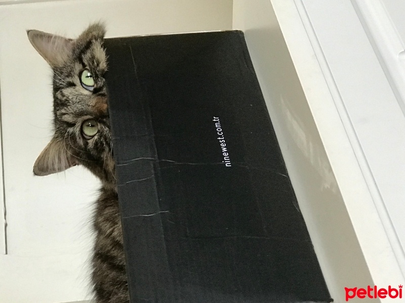 Tekir Kedi, Kedi  Coni fotoğrafı
