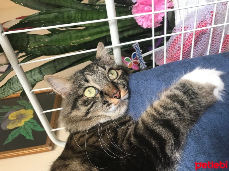 Tekir Kedi, Kedi  Coni fotoğrafı