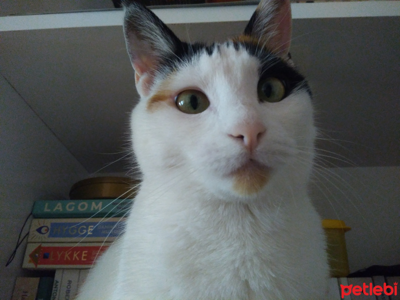 Van Kedisi, Kedi  Crowley fotoğrafı