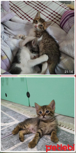 Tekir Kedi, Kedi  Cino kara boncuk fotoğrafı