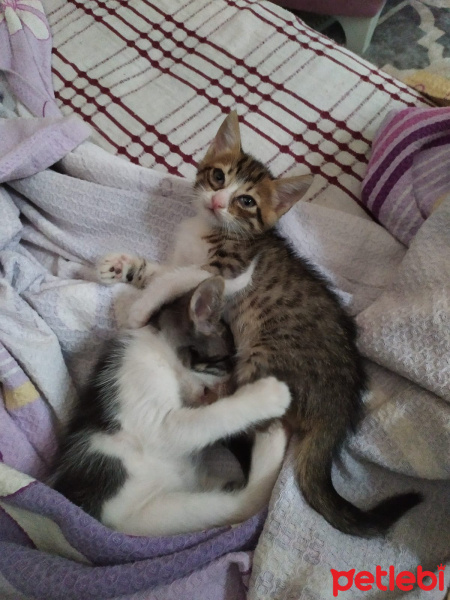 Tekir Kedi, Kedi  Cino kara boncuk fotoğrafı