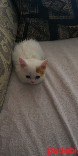 British Shorthair, Kedi  Momo模模 fotoğrafı