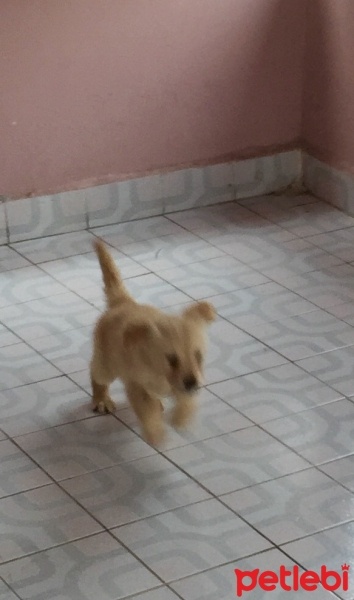 Golden Retriever, Köpek  odi fotoğrafı