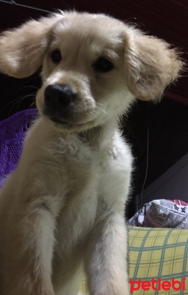 Golden Retriever, Köpek  odi fotoğrafı