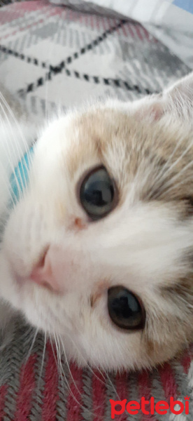 British Shorthair, Kedi  Gofret fotoğrafı