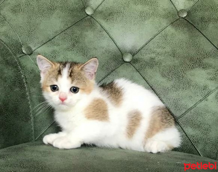 British Shorthair, Kedi  Gofret fotoğrafı