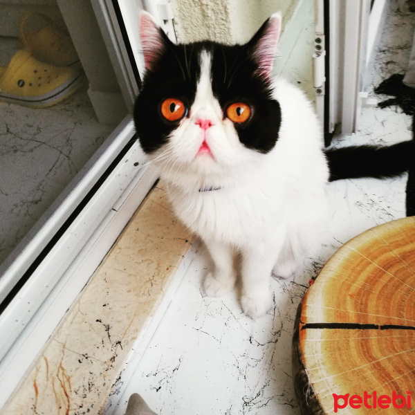 Exotic Shorthair, Kedi  Zeus fotoğrafı