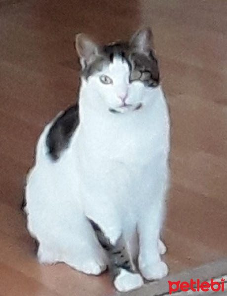 Tekir Kedi, Kedi  Bal fotoğrafı