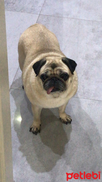 Pug, Köpek  Vafi fotoğrafı