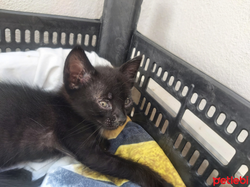 Bombay, Kedi  Zeytin fotoğrafı
