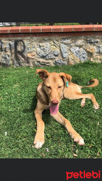 Sokö (Sokak Köpeği), Köpek  Uysal bir köpek fotoğrafı