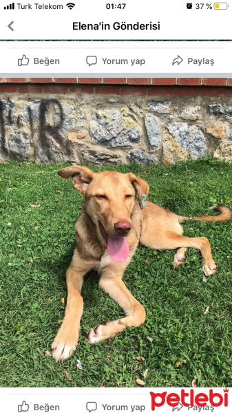 Sokö (Sokak Köpeği), Köpek  Uysal bir köpek fotoğrafı