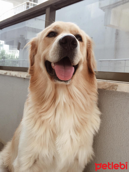 Golden Retriever, Köpek  Rico fotoğrafı