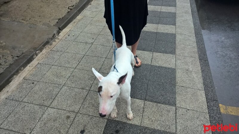 Bull Terrier, Köpek  Kostak fotoğrafı