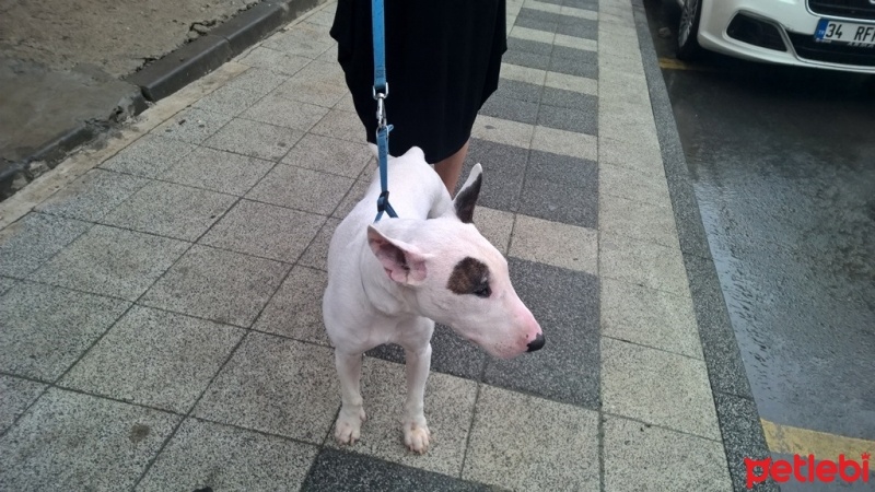 Bull Terrier, Köpek  Kostak fotoğrafı