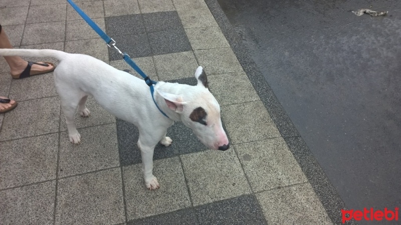 Bull Terrier, Köpek  Kostak fotoğrafı