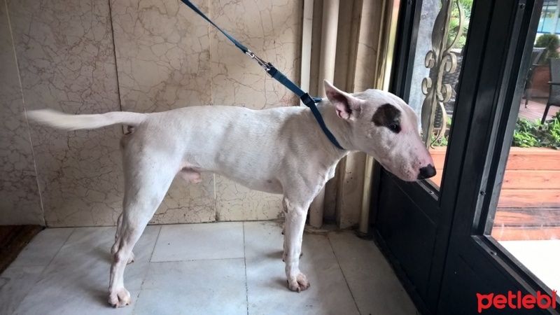 Bull Terrier, Köpek  Kostak fotoğrafı