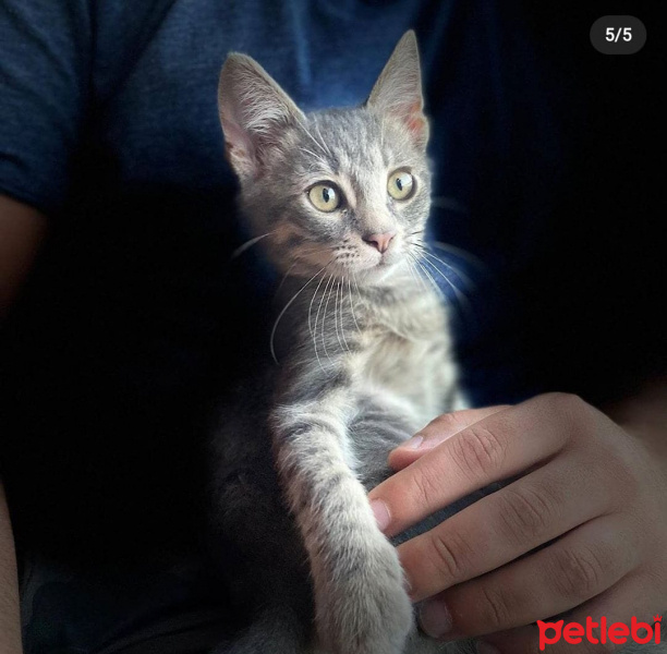 Tekir Kedi, Kedi  Shell fotoğrafı