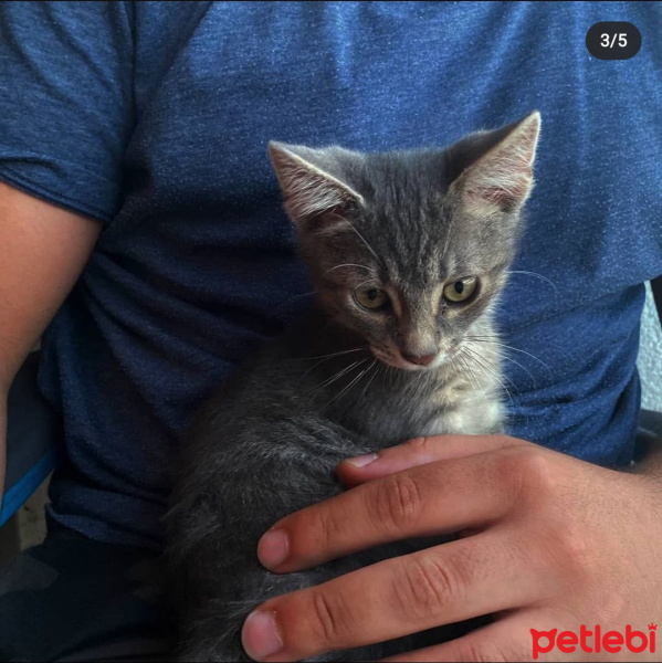 Tekir Kedi, Kedi  Shell fotoğrafı