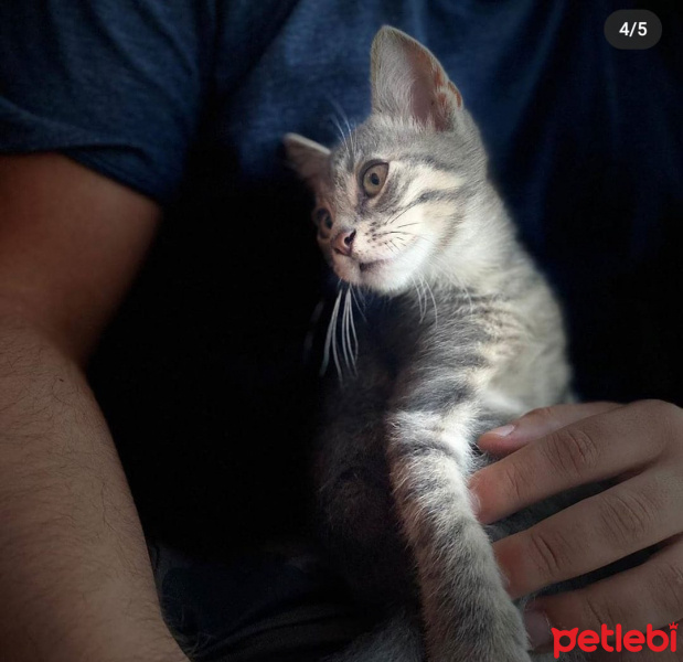 Tekir Kedi, Kedi  Shell fotoğrafı