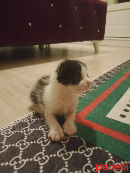 Tekir Kedi, Kedi  Şanslı fotoğrafı