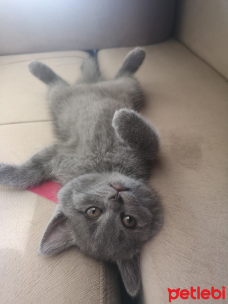British Shorthair, Kedi  Çilek fotoğrafı