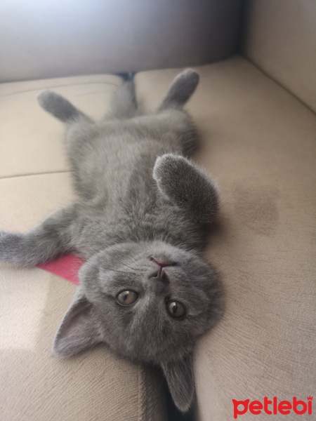 British Shorthair, Kedi  Çilek fotoğrafı