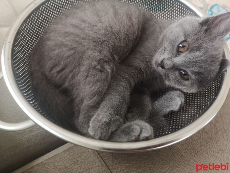 British Shorthair, Kedi  Çilek fotoğrafı