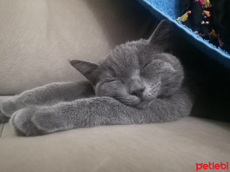 British Shorthair, Kedi  Çilek fotoğrafı