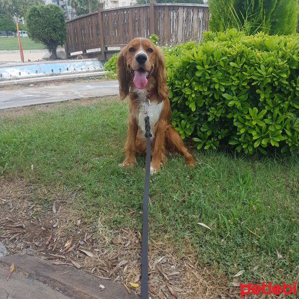 Amerikan Cocker Spaniel, Köpek  ZEUS fotoğrafı