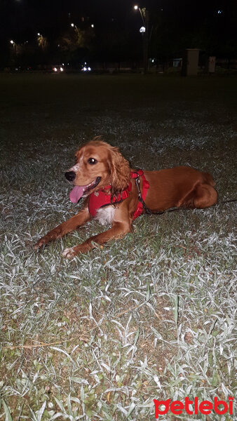 Amerikan Cocker Spaniel, Köpek  ZEUS fotoğrafı