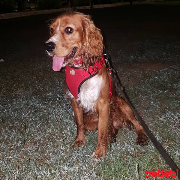 Amerikan Cocker Spaniel, Köpek  ZEUS fotoğrafı