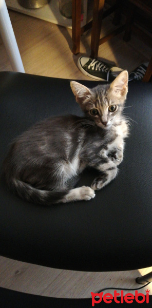 Tekir Kedi, Kedi  Üzüm fotoğrafı