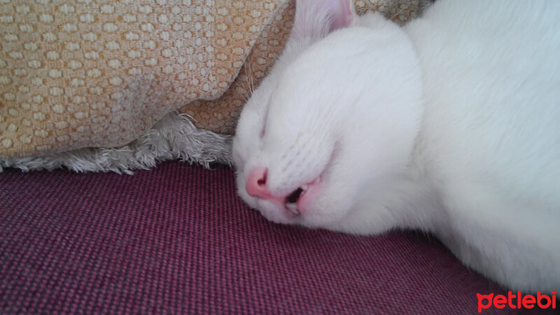 Ankara Kedisi, Kedi  Sakız fotoğrafı