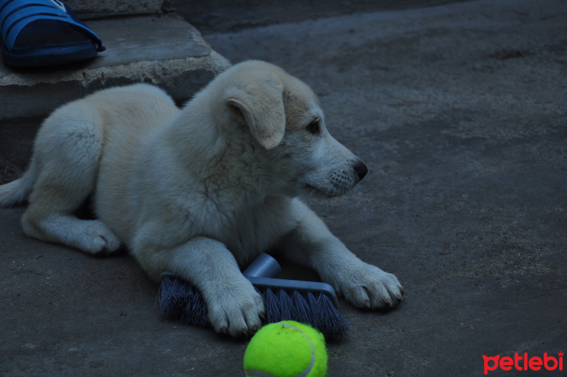 Golden Retriever, Köpek  Lokum fotoğrafı