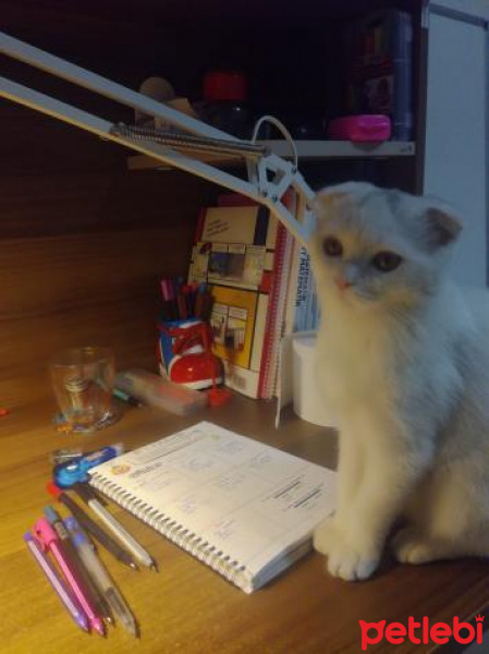 Scottish Fold, Kedi  Fumi fotoğrafı